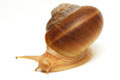 Hemiplecta distincta adult